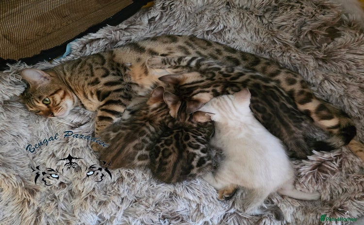 Bengal cats - Advert 1