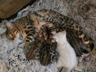 Bengal cats - Advert 5
