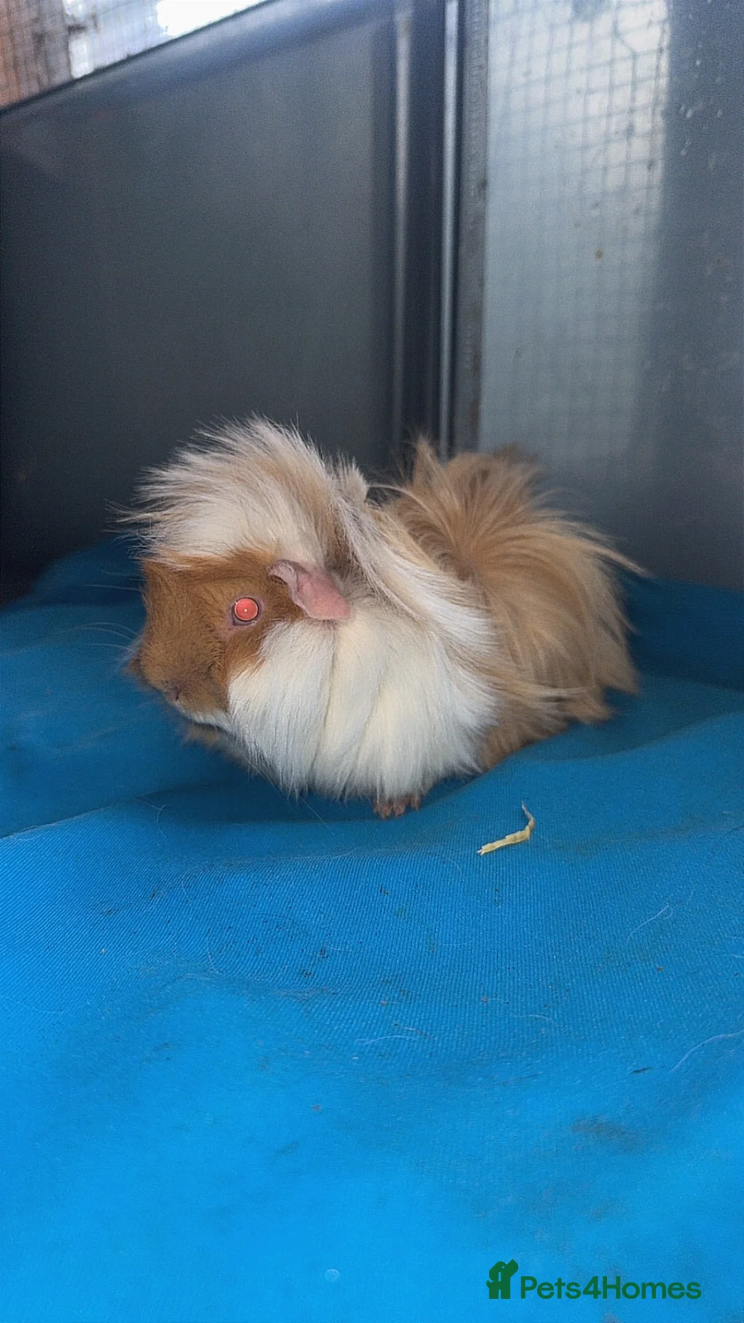 Guinea Pig rodents for sale: Guniea pigs  - Advert 25