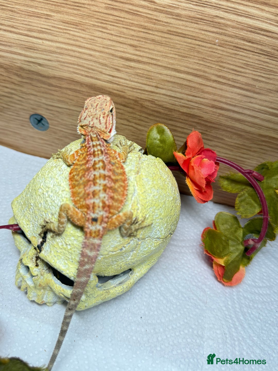 Bearded Dragon reptiles for sale: 🔥🔥🔥 BABY BEARDED DRAGONS 🔥🔥🔥 READY 2 GO 🔥🔥 - Image 16