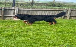 Mixed Breed dogs for sale: Labernese x Bernese mountain dog puppies - Image 5