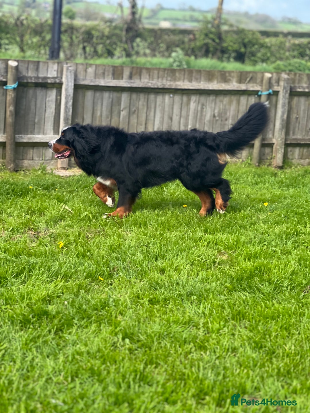 Mixed Breed dogs for sale: Labernese x Bernese mountain dog puppies - Image 5