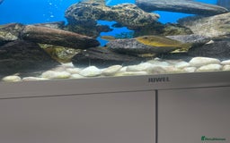 Cichlids fish for sale: Cichlids for sale  - Image 4