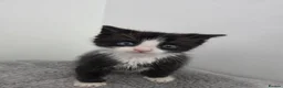 Ragdoll cats for sale: Black & White Ragdoll Kitten - Advert 6