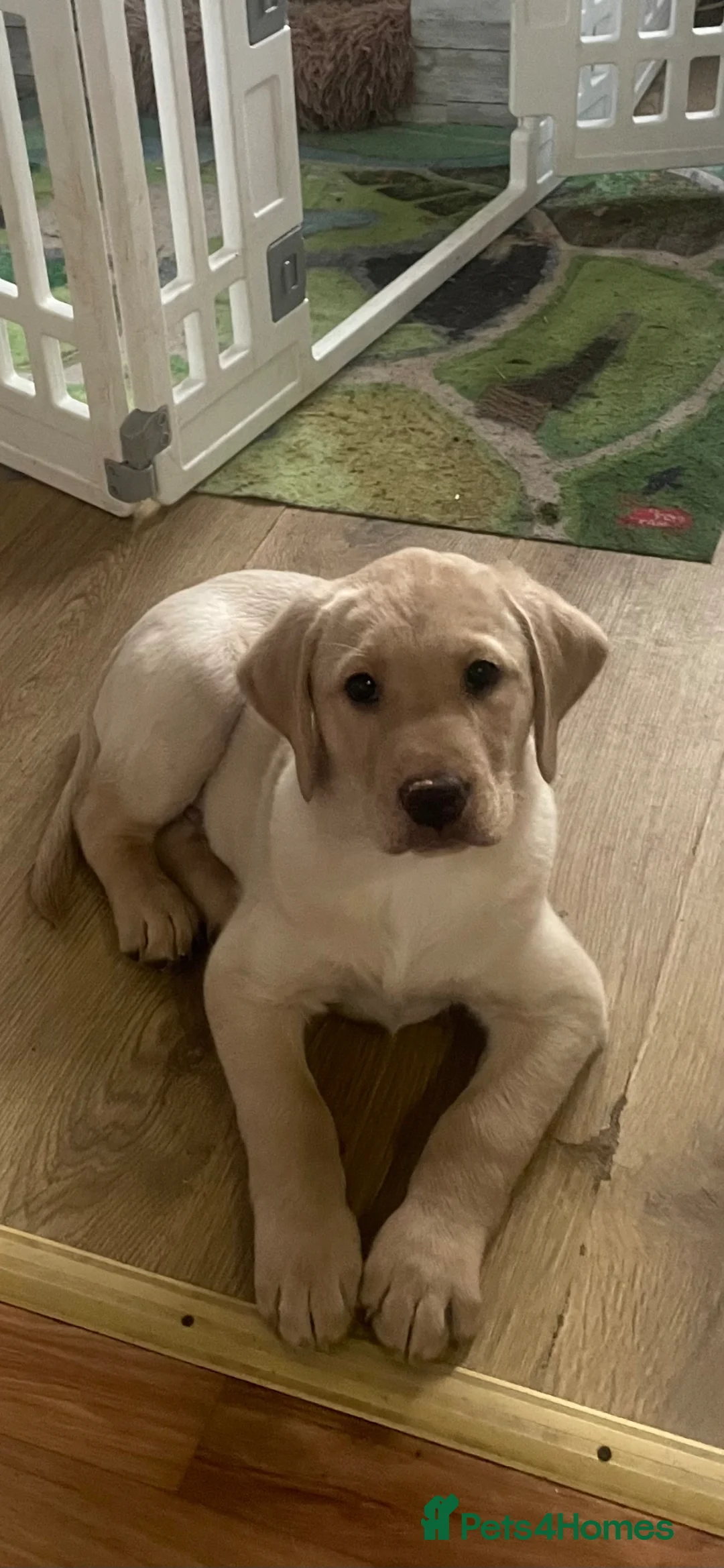 Labrador Retriever dogs for sale: Ready 3 chunky Labrador Puppies for sale KC reg - Advert 2