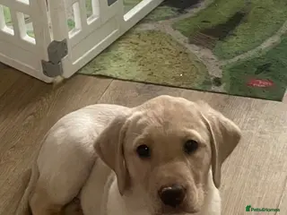 Labrador Retriever dogs 3 chunky Labrador Puppies for sale KC reg - Advert 14