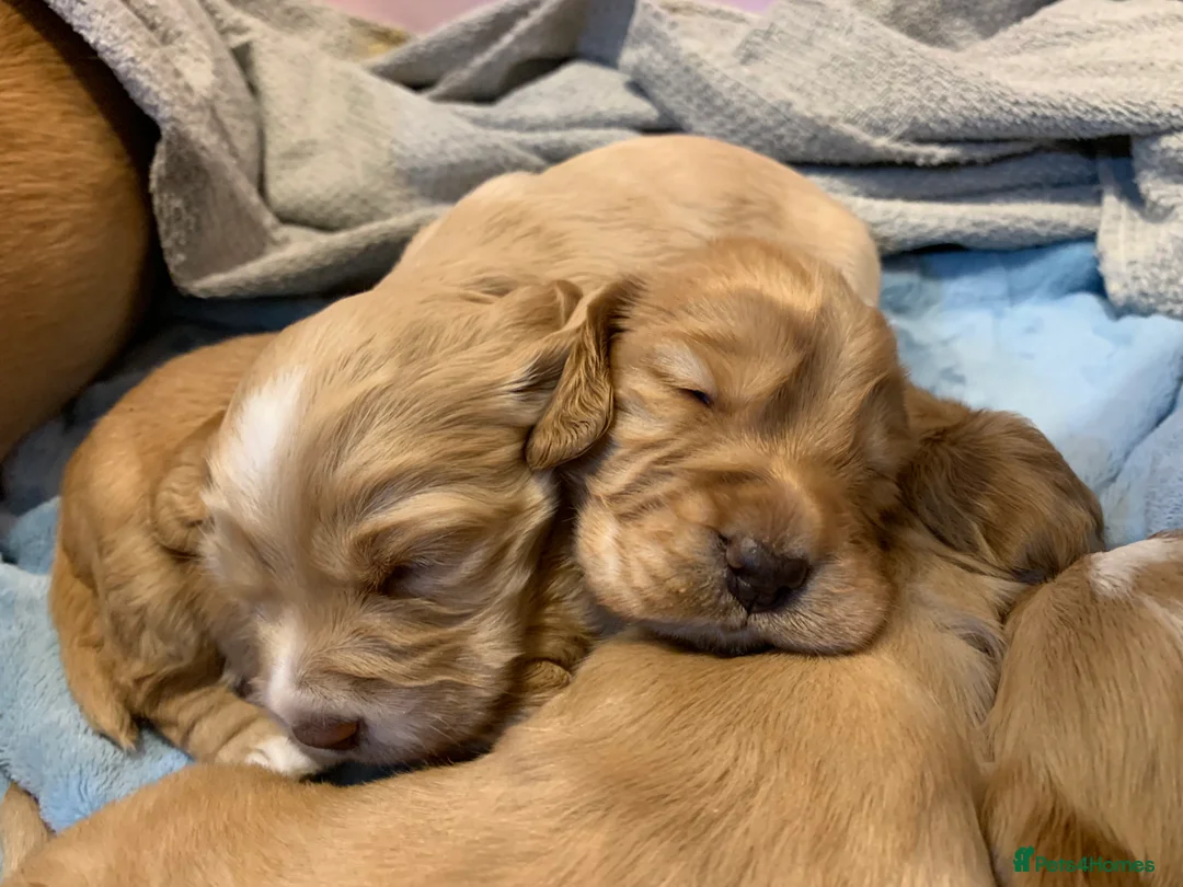 Cocker Spaniel dogs for sale: Working Cocker Spaniel Puppies  - Advert 26