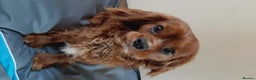 Cavalier King Charles Spaniel dogs for stud: Fully health tested kc ruby boy in Wisbech - Advert 3