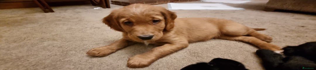 Mixed Breed Puppy 1
