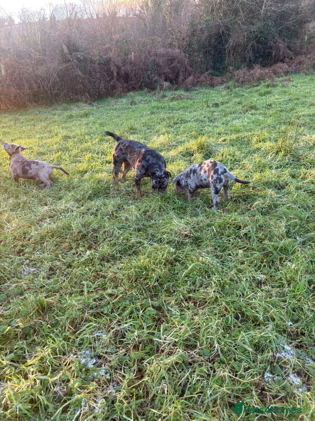 Olde English Bulldogge dogs for sale: 3 male puppy Olde English Bulldogges left - Advert 26