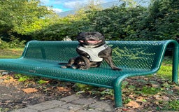 Mixed Breed dogs for stud: STAFFORDSHIRE BULL TERRIER MIX FOR STUD - Image 8