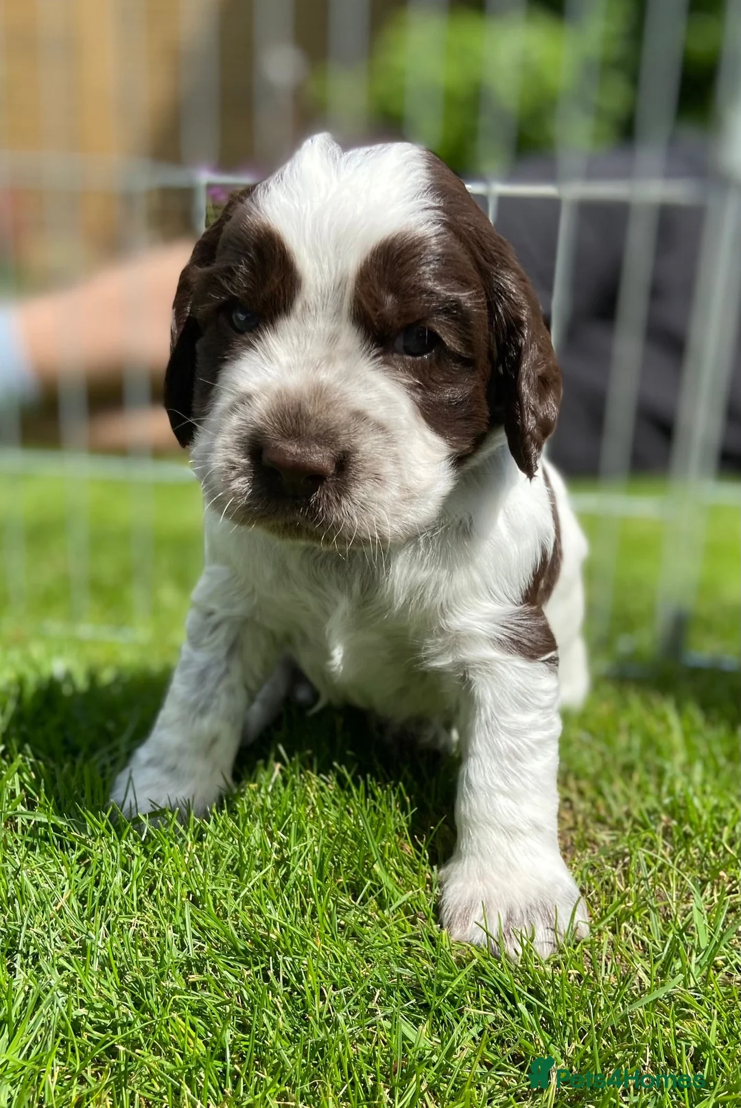 Cocker Spaniel dogs for stud: Cocker Spaniel Chocolate Sable for stud in Bedford - Advert 24