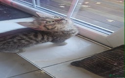 British Shorthair cats for sale: Glorious Pure BSH Kittens Ready Now! - Advert 5