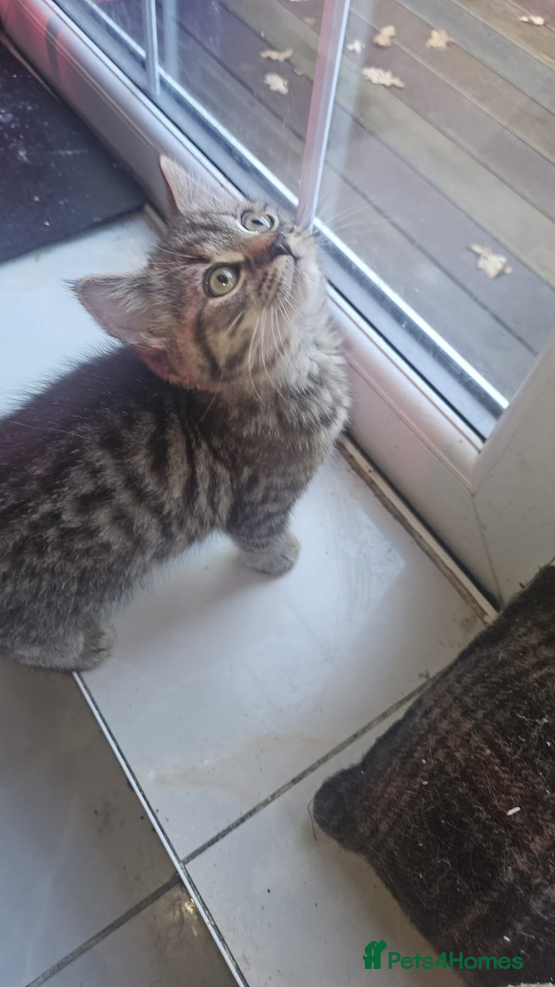 British Shorthair cats for sale: Glorious Pure BSH Kittens Ready Now! - Advert 5