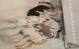 Beagle dogs for sale:  Beagles Puppies  - Image 6