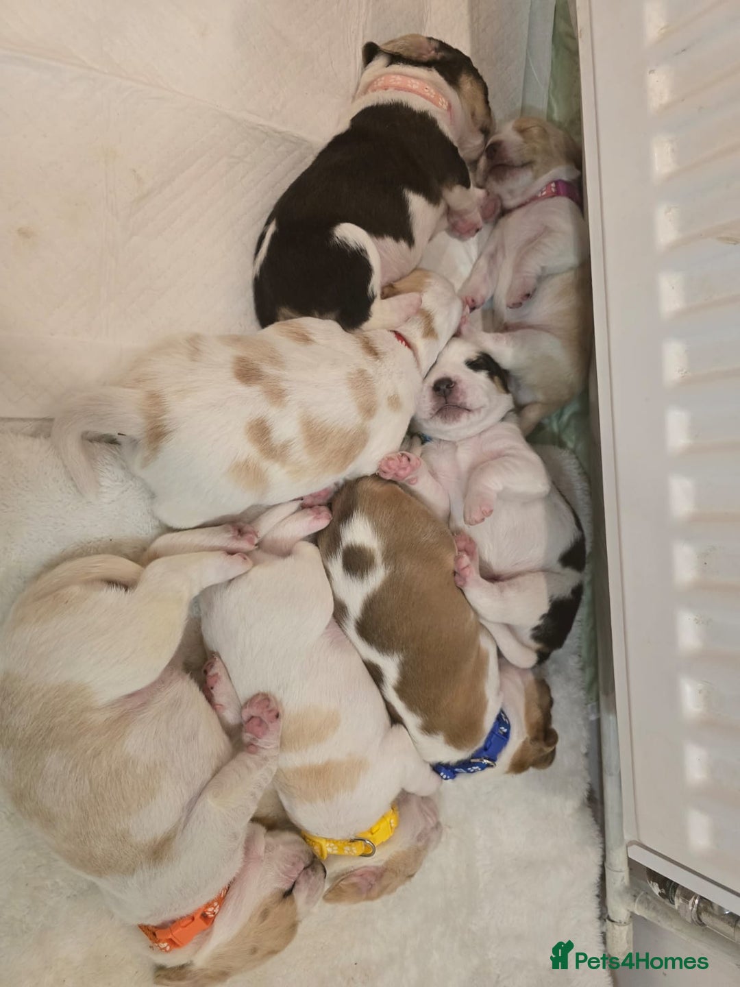 Beagle dogs for sale:  Beagles Puppies  - Image 6