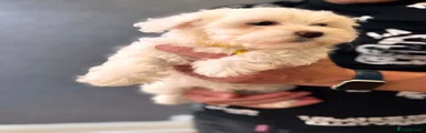 Puppy 4