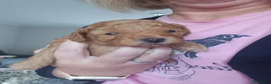 Cavapoochon 1