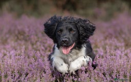 English Springer Spaniel dogs for sale: Springer Spaniel Puppies For Sale! - Image 15