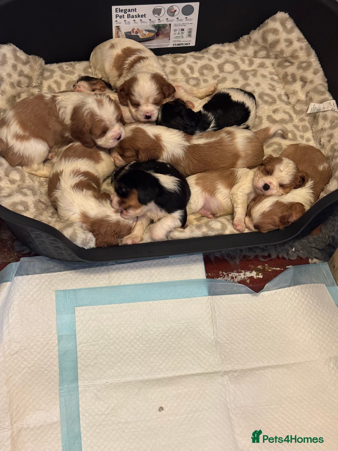 Cavalier King Charles Spaniel dogs for sale: mr john forster - Advert 2