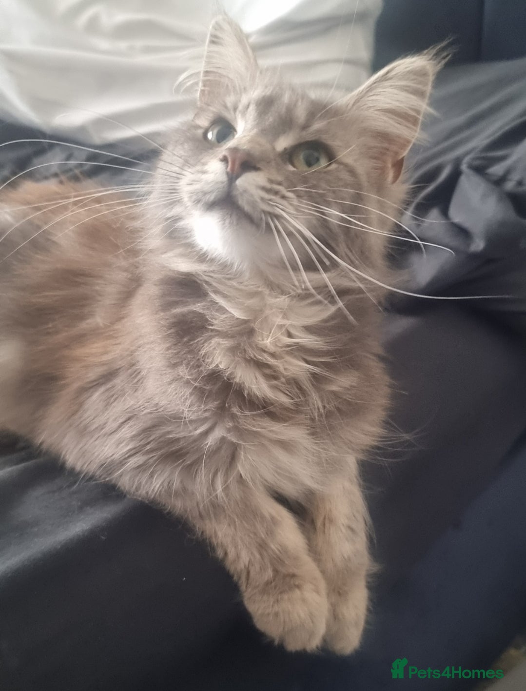 Maine Coon cats Mainecoon kittens grey smoke coats  - Advert 1