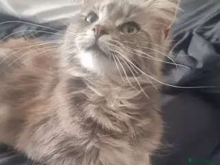 Maine Coon cats Mainecoon kittens grey smoke coats - Advert 1