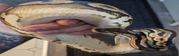 Python Snake reptiles for sale: Ball python, Black pastel (paradox)  - Advert 5