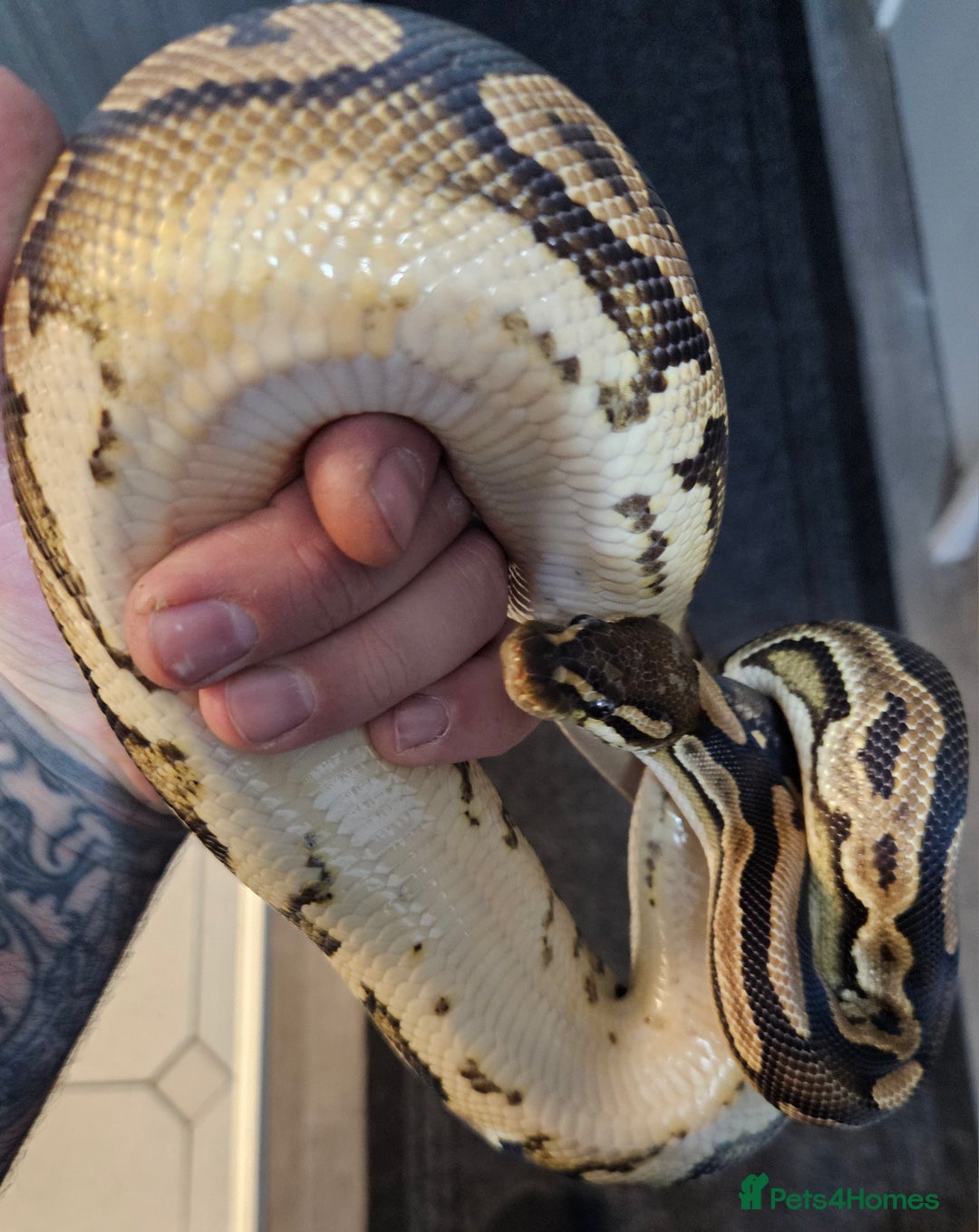 Python Snake reptiles for sale: Ball python, Black pastel (paradox)  - Advert 5