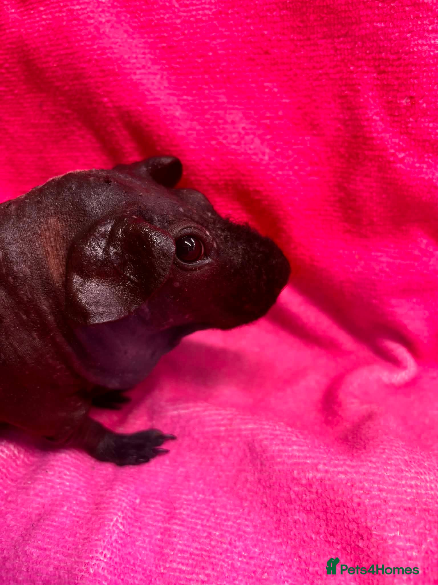 Guinea Pig rodents Handsome billy ball bag - Advert 15