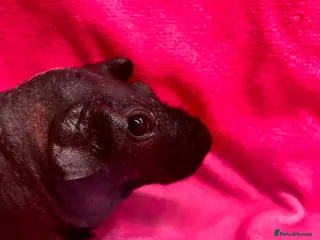 Guinea Pig rodents Handsome billy ball bag - Advert 22