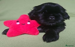 Shih Tzu dogs for sale: Imperial Shih tzu Puppies - Image 19