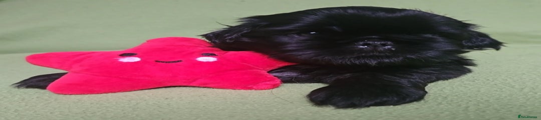 Shih Tzu Puppy 1