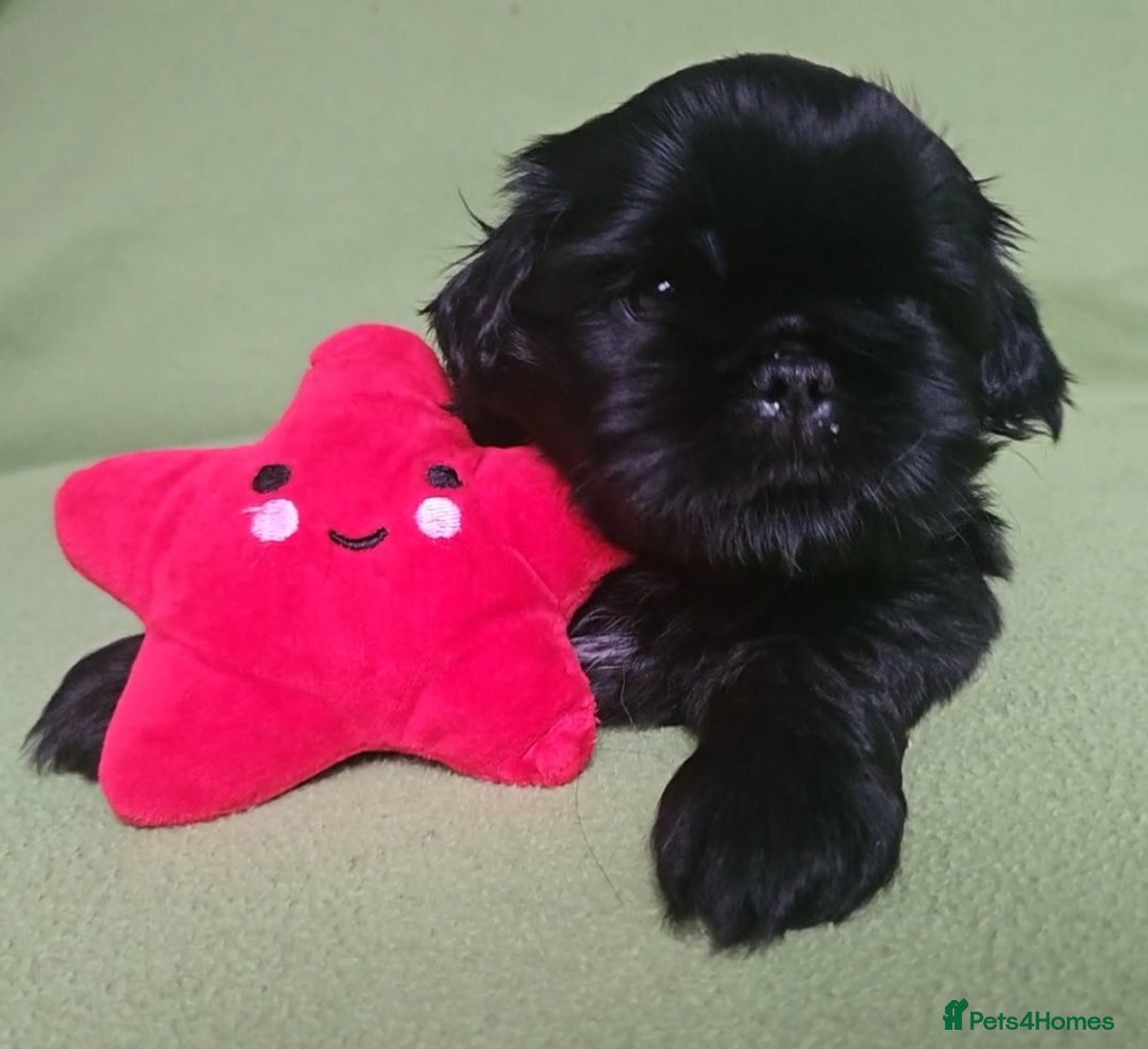 Shih Tzu dogs for sale: Imperial Shih tzu Puppies - Image 19