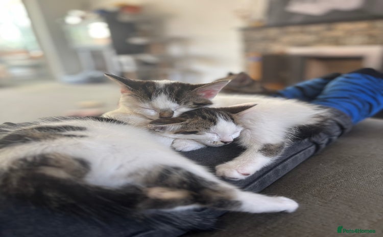 Mixed Breed cats - Advert 3
