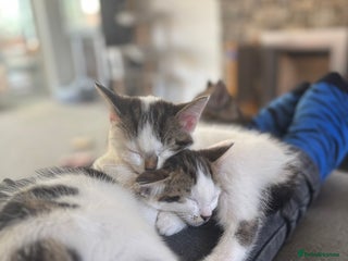 Mixed Breed cats - Advert 30