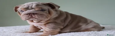 English Bulldog Puppy 3