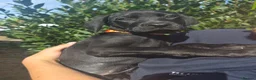 Mixed Breed dogs for sale: Cane Corso x Dobermann puppies - Advert 2