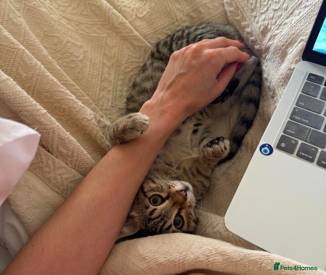 Mixed Breed cats for adoption: Muji & Sol - Affectionate & Chatty indoors pair - Advert 17