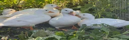 Ducks poultry for sale: Call duck pairs in Sevenoaks - Advert 3