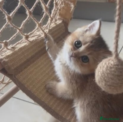 British Shorthair cats British Shorthairs  - Advert 2