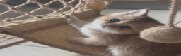 British Shorthair cats for sale: British Shorthairs  - Advert 2