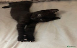 Mixed Breed cats for sale: Stunning black baby kitten x - Image 6
