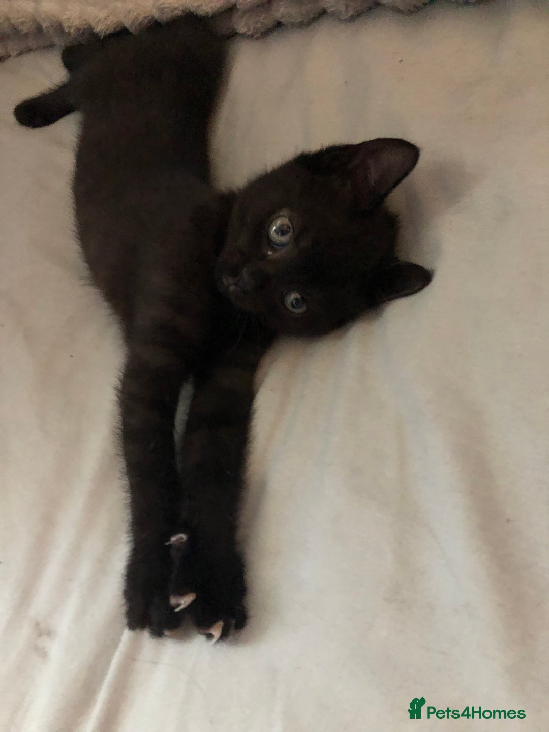 Mixed Breed cats for sale: Stunning black baby kitten x - Image 6