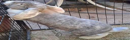French Lop rabbits for sale: Gorgeous Giant French Lop Doe  Vaccinated - RETIRE - Advert 4