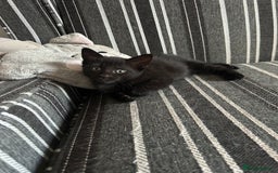 Mixed Breed cats for sale: Female black kitten  - Image 5