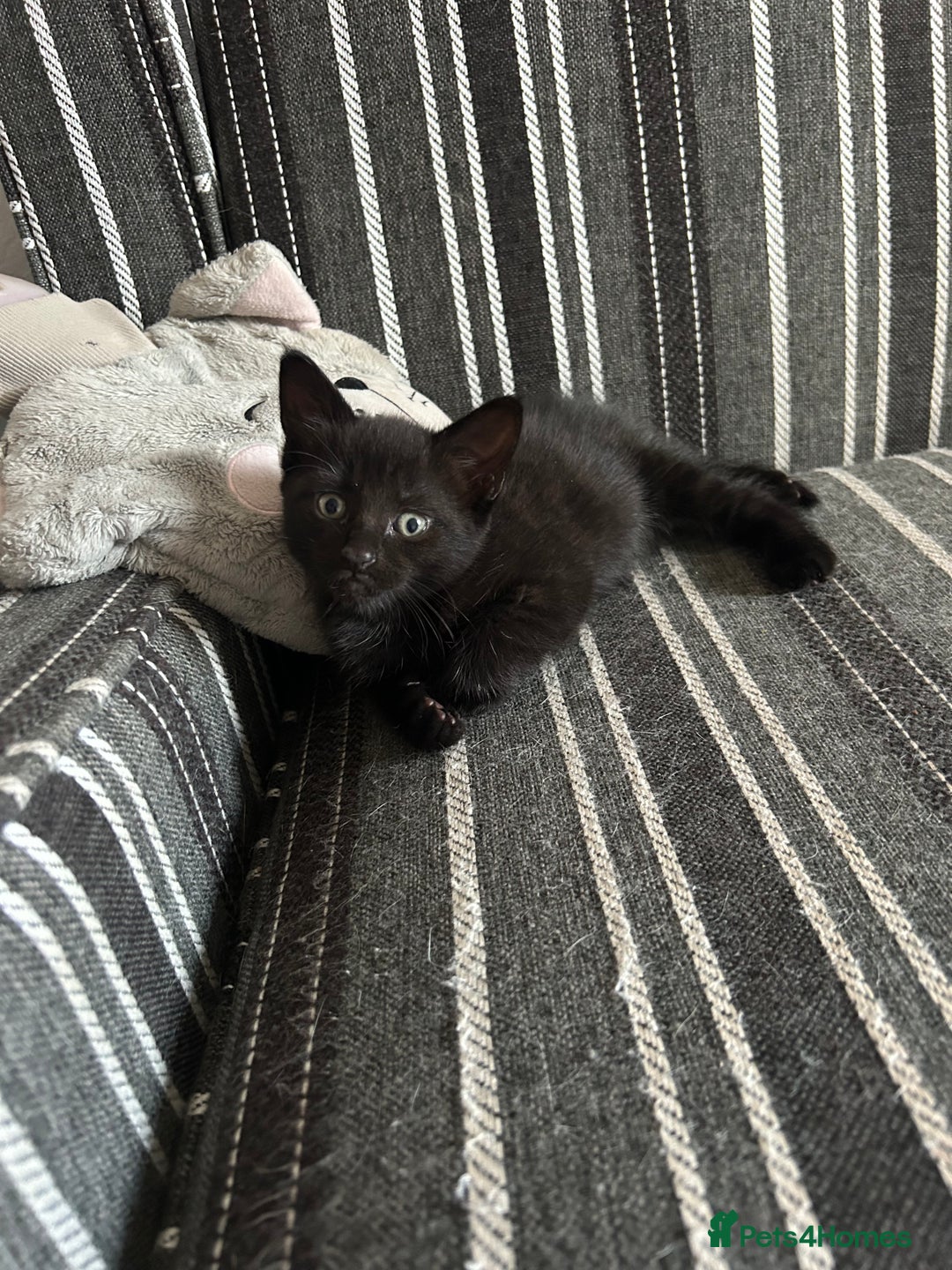 Mixed Breed cats for sale: Female black kitten  - Image 5