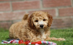 Cockapoo dogs for sale: Beautiful F1 Cockapoo puppies for sale - Image 18