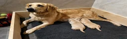 Golden Retriever dogs for sale: Chunky golden retriever puppies, kc registered in Poulton-le-Fylde - Advert 2
