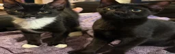 Mixed Breed cats for sale: 12 week old kittens - Advert 1