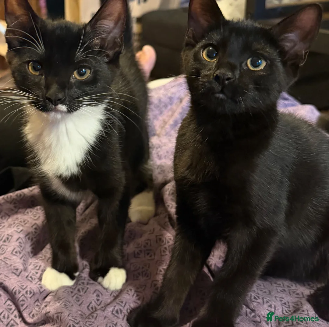 Mixed Breed cats for sale: 12 week old kittens - Advert 1